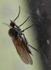 Empis sp.
